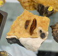    Bologna Mineral Show