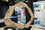Bologna Mineral Show 2025