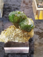 Bologna Mineral Show 2025