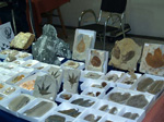 GMM. FIPAL. II Feria de Fósiles, Minerales y Malacología. Alcoy