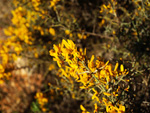 Barranco de la Escarabehuela, Enguídanos, Cuenca