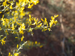 Barranco de la Escarabehuela, Enguídanos, Cuenca 