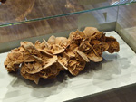 GMA. Museo Nacional de Ciencias Naturales