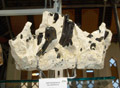 XXI Feria de Minerales de la Unión. Stand de Eduardo Ruiz Contreras