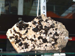 GMM. FIPAL. II Feria de Fósiles, Minerales y Malacología. Alcoy