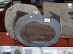 GMM. FIPAL. II Feria de Fósiles, Minerales y Malacología. Alcoy