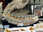GMM. FIPAL. II Feria de Fósiles, Minerales y Malacología. Alcoy