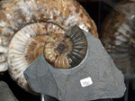 GMM. FIPAL. II Feria de Fósiles, Minerales y Malacología. Alcoy
