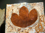 GMM. FIPAL. II Feria de Fósiles, Minerales y Malacología. Alcoy