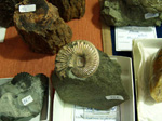 GMM. FIPAL. II Feria de Fósiles, Minerales y Malacología. Alcoy