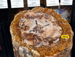 GMA.  Naturalia 2010. Elche