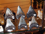 GMA.  Naturalia 2010. Elche