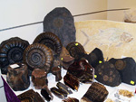 GMA.  Naturalia 2010. Elche