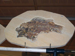 GMA.  Naturalia 2010. Elche