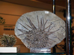 GMA.  Naturalia 2010. Elche