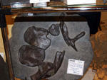 GMA.  Naturalia 2010. Elche