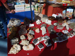 GMA. 5ª Feria de Fósiles, Minerales y Malacología de Alcoy