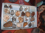 GMA. 5ª Feria de Fósiles, Minerales y Malacología de Alcoy
