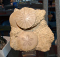 GMA. 5ª Feria de Fósiles, Minerales y Malacología de Alcoy