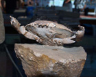 GMA. 5ª Feria de Fósiles, Minerales y Malacología de Alcoy