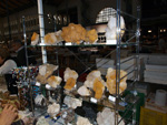 GMA. XVI Feria de Minerales y Fósiles de la Unión