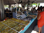 FEM. II Feria de Minerales, Fósiles y Gemas Mineralia el Campello