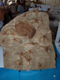 FEM. II Feria de Minerales, Fósiles y Gemas Mineralia el Campello
