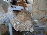 FEM. II Feria de Minerales, Fósiles y Gemas Mineralia el Campello