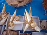 FEM. II Feria de Minerales, Fósiles y Gemas Mineralia el Campello