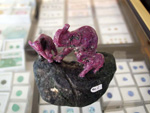 FEM. II Feria de Minerales, Fósiles y Gemas Mineralia el Campello