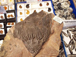 FEM. II Feria de Minerales, Fósiles y Gemas Mineralia el Campello