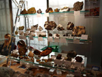 FEM. XVII Feria de Minerales y Fósiles. La Unión