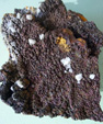 FEM. XVI Mesa de Minerales de Monteluz. Peligros. Granada