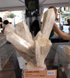 GMA. III Feria de Minerales, Fósiles y Gemas Mineralia el Campello