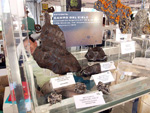 GMA. III Feria de Minerales, Fósiles y Gemas Mineralia el Campello