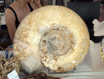 GMA. III Feria de Minerales, Fósiles y Gemas Mineralia el Campello