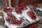 FEM. XIX Mesa de Minerales de Monteluz