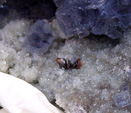 FEM. XIX Mesa de Minerales de Monteluz