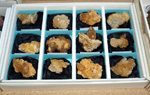 GMA. XXXIII Mesa de Minerales de Monteluz. Beas de Granada
