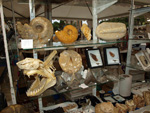 GMA. GEO-CAMPELLO. I Feria de Minerales, Fósiles y Gemas