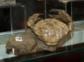 GMA. XXII Feria de Minerales y Fósiles dela Unión