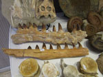GMA. MINERALIA´s SEVILLA. XXXIExposición-Bolsa Internacional de Minerales, Fósiles y Gemas