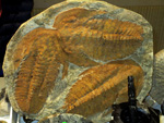 GMA. MINERALIA´s SEVILLA. III Exposición-Bolsa Internacinal de Minerales, Fósiles y Gemas