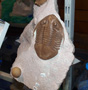VII Feria de Minerales de Oliva.  
