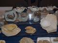 VII Feria de Minerales de Oliva.  
