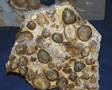 VII Feria de Minerales de Oliva.  