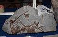 VII Feria de Minerales de Oliva.  