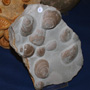 VII Feria de Minerales de Oliva.  