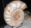 VII Feria de Minerales de Oliva.  