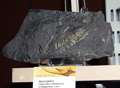 VII Feria de Minerales de Oliva.  